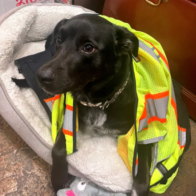 Happy #nationalloveyourpetday! Here at @pwiconstruction, we're celebrating our furry coworkers and all the joy, laughter, and occasional chaos they bring to the office. From barking during conference calls to stealing our lunches, our pets keep us on our toes, and we wouldn't have it any other way. So go ahead, give your pet an extra treat or belly rub today, they deserve it for putting up with us humans. 🐶🐱❤️ #petsarethebest #pwiwooflife #pawtytime #loveyourpetday #dogsofinstagram 🐾🐾
.
.
.
.
.
#purrfectcolleagues #petsofinstagram #officepets #loveyourpetday #construction #constructioncareers #careersinconstruction #petfriendly #lasvegas #dogsofinstagram #love #dog #dogstagram #instadog #doglover #dogoftheday #ilovemydog #vegas #vegaslife #officelife #officemate #officelook #officeview #officedog