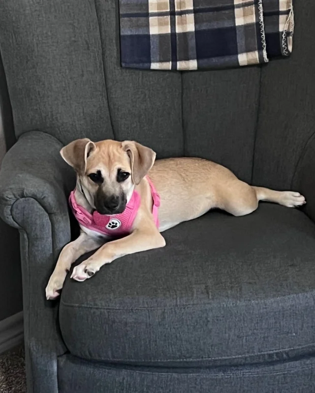 Meet the newest member of our Texas team—Ruby. 🐾

A rescue from @texashumaneheroes, Ruby is settling into her new role with ease. While she may not have construction experience just yet, she’s already excelling in team morale, office security, and snack supervision.

At #pwiconstruction, our people-first culture extends to every member of the team, four-legged included.

Building spaces people love—starting with our own team. 🐕
.
.
.
.
.
#pwipets #constructionlife #constructioncareers #careersinconstruction #officepet #rescuedog #dogsatwork #doglovers  #dogstagram #dogoftheday #dogsofinsta #companyculture #corporateculture #texashumaneheros #txhh